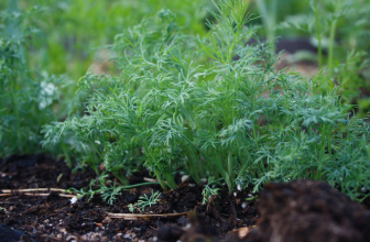 Kapor, az igazi nyári ízesítő